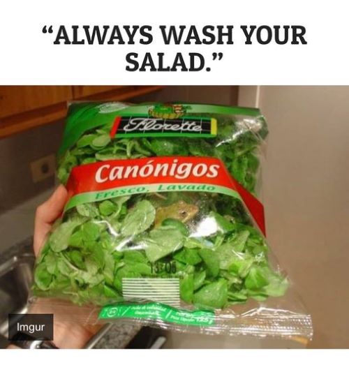 wash salad frog.jpg